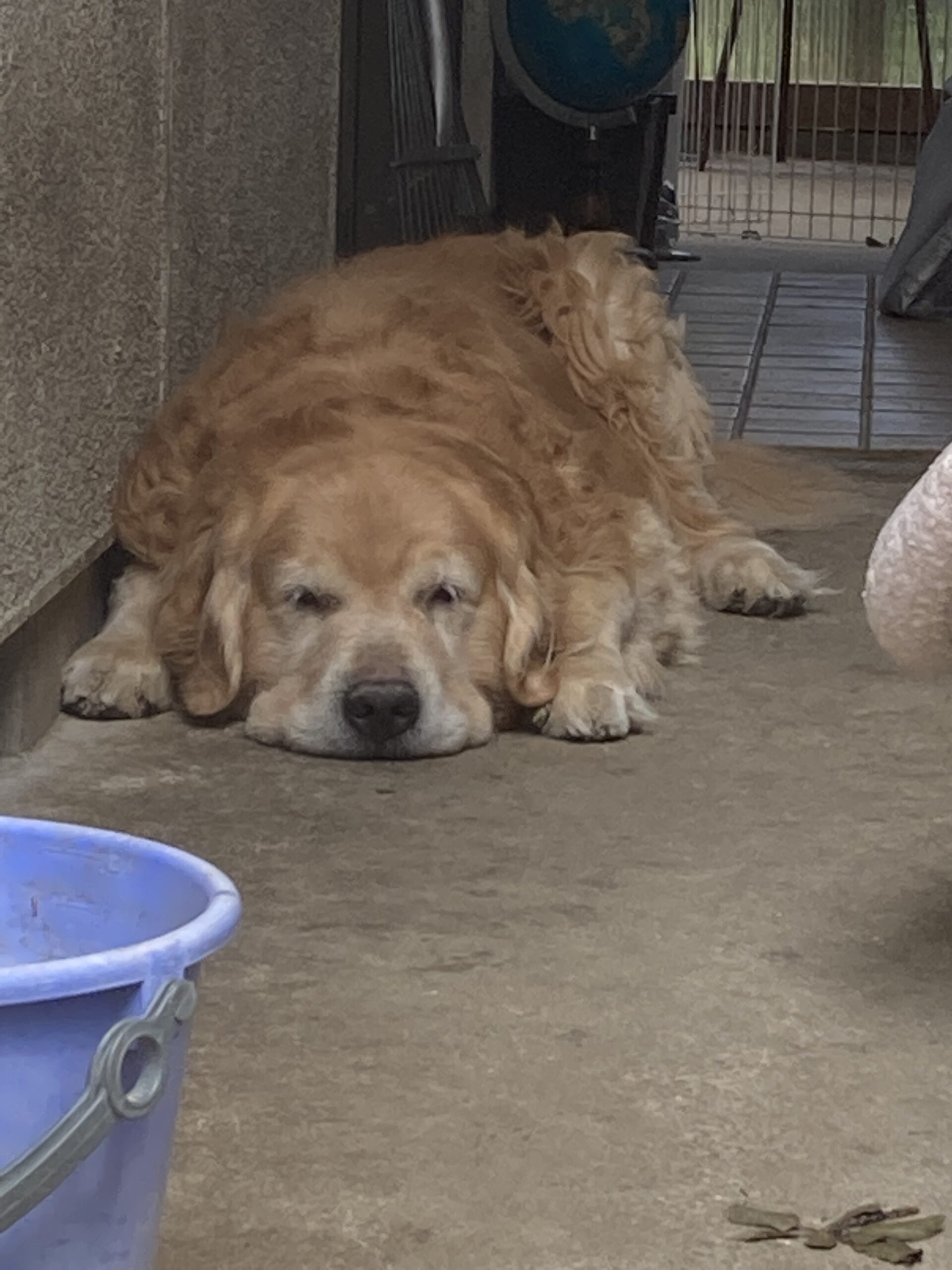 [2022年度版]大型犬の飼い方【ペットを初めて飼う】